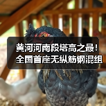 黄河河南段塔高之最！全国首座无纵筋钢混组合塔成功封顶（图1）