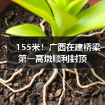155米！广西在建桥梁第一高墩顺利封顶（图4）