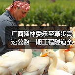 广西隆林委乐至革步高速公路一期工程隧道全部贯通（图2）