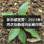 条条都重要！2023年8月这些新规将影响你我生活（图4）