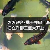 强强联合·携手并肩 | 浙江立洋柳工盛大开业,崭新出发! 强强联合·携手并肩 | 浙江立洋柳工盛大开业,崭新出发!