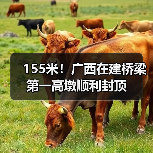 155米!广西在建桥梁第一高墩顺利封顶(图1) 155米!广西在建桥梁第一高墩顺利封顶(图1)