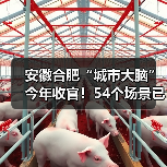 安徽合肥“城市大脑”今年收官!54个场景已完成(图2) 安徽合肥“城市大脑”今年收官!54个场景已完成(图2)