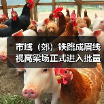 市域（郊）铁路成眉线视高梁场正式进入批量生产（图4）
