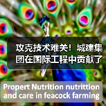 攻克技术难关！城建集团在国际工程中贡献了中国智慧（图4）