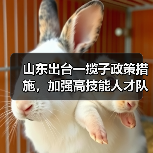 山东出台一揽子政策措施，加强高技能人才队伍建设（图4）