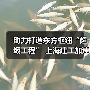 助力打造东方枢纽“超级工程” 上海建工加速推进工程建设（图2）