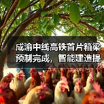 成渝中线高铁首片箱梁预制完成，智能建造提速效率提升（图2）